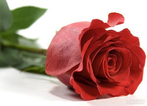 玫瑰花数量的含义,不同数量的玫瑰花代表什么？