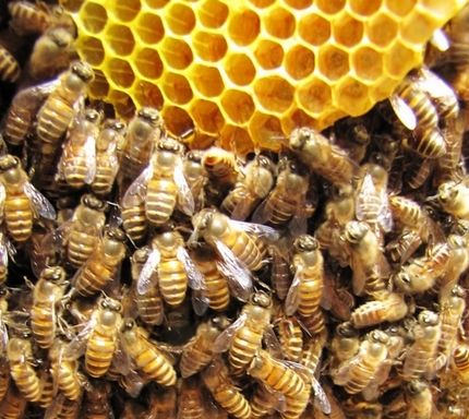 马蜂窝和蜜蜂窝如何辨别 