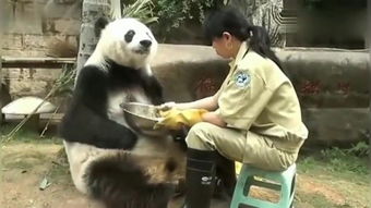 熊猫饲养员 – 
