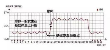 受孕后体温会下降吗还会有什么样的反应呢