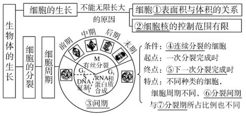 高考生物一轮复习 分子与细胞思维导图专题汇总汇总