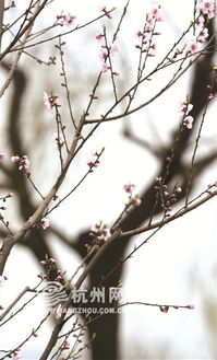 西湖边 第一株桃树开花了