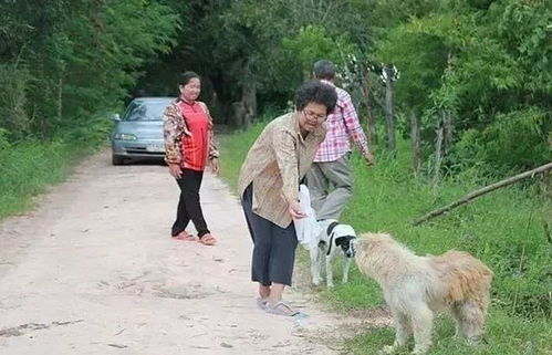 狗狗原地等待主人四年,主人寻到后,让人心酸