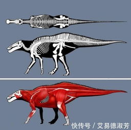 恐龙的进化历程图片（恐龙的发展历程图）