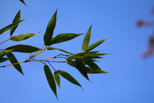 春的知时节，什么知时节当春乃发生?