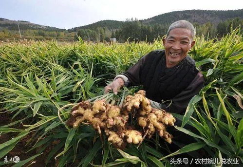 种了十几年生姜,亩产上万斤 今年差点赔了本