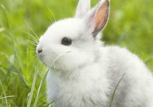 兔子叫声的含义 临死前为什么会叫 乐单机