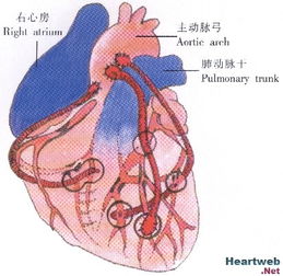 心脏搭桥手术风险大吗(60岁心脏搭桥手术风险大吗)