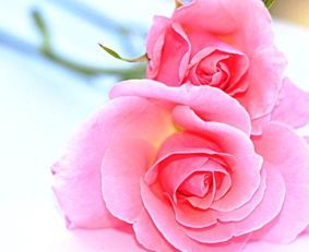 不同颜色玫瑰花的寓意和花语,不同颜色的玫瑰花有着不同的花语，你知道哪几种颜色的花语呢？