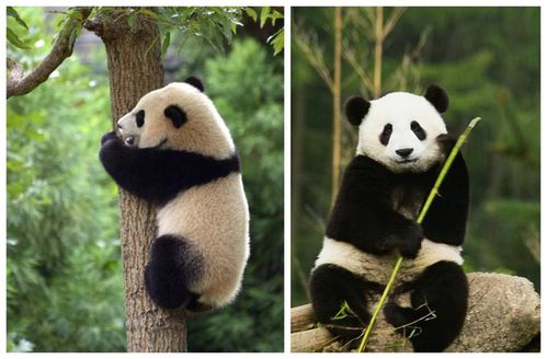 原来大熊猫有两种,已经分别了30万年,知道是哪两种吗