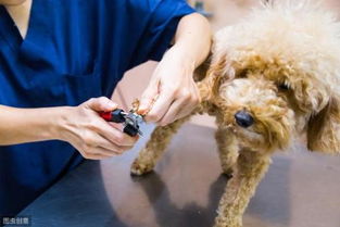 辟谣 狗狗去宠物医院做检查不配合的时候,可以使用强制手段 