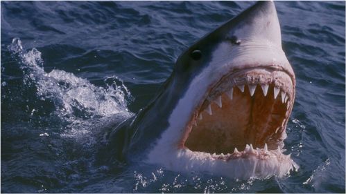 童年阴影之深海狂鲨,鲨鱼做这一切竟然是有更大的阴谋 