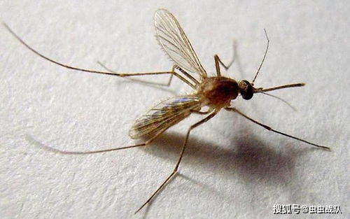 家庭灭蚊方法有哪些