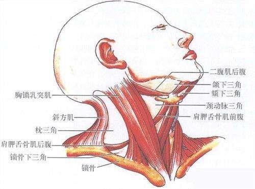 先天性肌性斜颈的治疗 