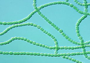 蓝细菌是植物吗属于原核细菌,高一生物蓝细菌知识点？