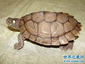 地图龟是什么 世界上最特别的龟类 