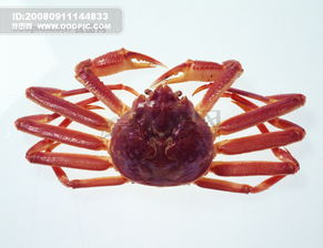 全球首席大百科 海鲜 鱼 螃蟹 牡...图片设计素材 高清JPG模板下载 1.55MB vipvip分享 人物形象大全 