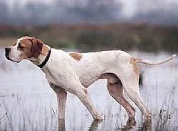 紧急通知 临沂公布禁养犬名录,这48种狗在临沂城区不能再养了