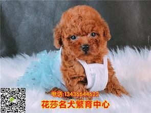 北京哪里有泰迪幼犬出售 泰迪哪里的纯种健康 泰迪好的多少钱 泰迪价格