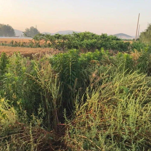 天气晴好,上午钓了三斤多鱼