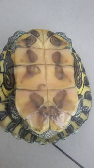 乌龟怎么能看出公母啊 