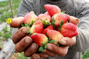 太阳坡的有机健康草莓成熟了,红红草莓惹人爱 
