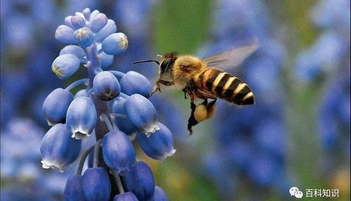 给蜜蜂一个家,给人类一个未来