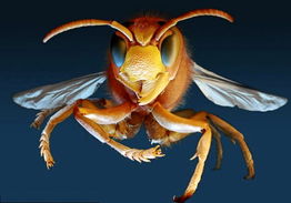 黄蜂网络,黄蜂:昆虫界的精巧猎手与生态平衡的重要角色