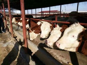 400斤小公牛在牛市能卖多少钱