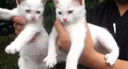 居住在日本寺院里的流浪猫,凭借治愈系圈粉,养活了整个寺庙