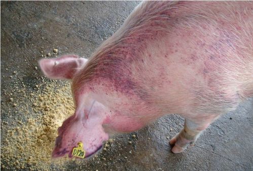 猪身上发红不吃食怎么回事 猪皮肤发红不吃食怎么办 注意这些病