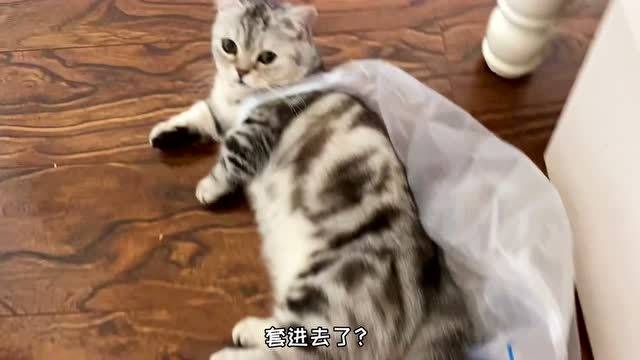 小猫咪对塑料袋的痴迷程度有多高 