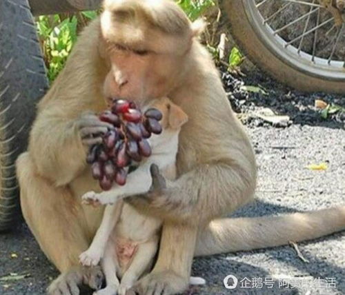猴子抱着一条小狗在街上狂奔 随后的场面让路人都看愣了 