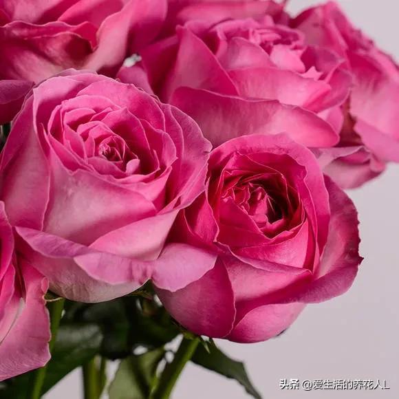 世界上最好看的花是什么花,1. 玫瑰花：玫瑰花以其美丽、芬芳和浪漫而闻名