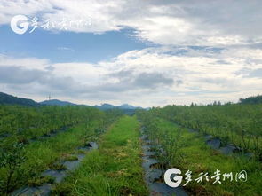 春草明年绿,春天的草明年绿，什么意思?