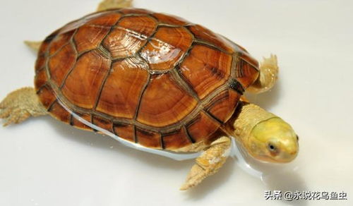 什么乌龟最名贵 盘点中国十大名贵乌龟 