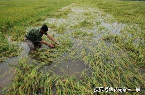 十几年前农村流行的稻田养鱼,为何遇冷 专家 越养越不对劲