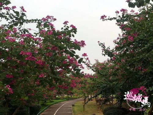 阜新适合养什么花,市花和市树是什