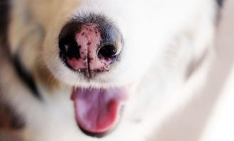 辟谣 狗狗鼻子不黑代表不健康 并不是,鼻子颜色由多种因素影响