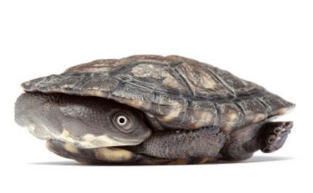 饲养一只乌龟,可以为主人省下很多事,远离很多烦恼