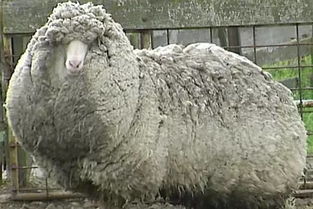 宝宝不胖就是毛多 澳洲一奇葩绵羊一生从未剪毛 一剪就是38公斤差点破世界纪录