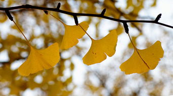 深秋的银杏树,描写银杏树秋天的样子