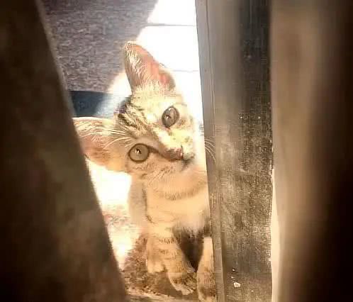 小流浪猫主动上门求收养,趴在门缝向里张望 您家缺猫吗