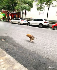 都匀街头不文明养犬行为 惹人烦