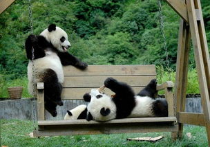 春游雅安 与大熊猫来场温暖的邂逅