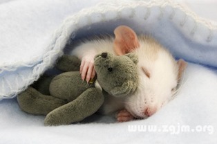 梦见老鼠上床