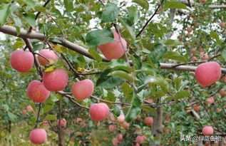 苹果着色不好急坏果农,从这几方面找原因才靠谱