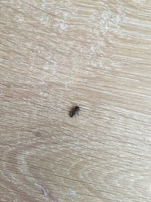 卧室出现这种虫子,不会飞,能抓到,是什么虫子啊 床上地板上各发现 