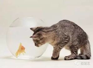 吃鱼让猫狗更聪明