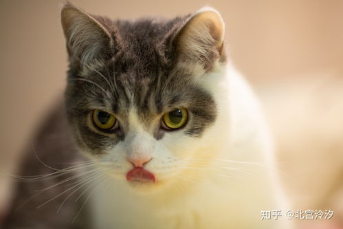 猫毛过敏 推测为猫唾液蛋白过敏 想养猫该怎么办 